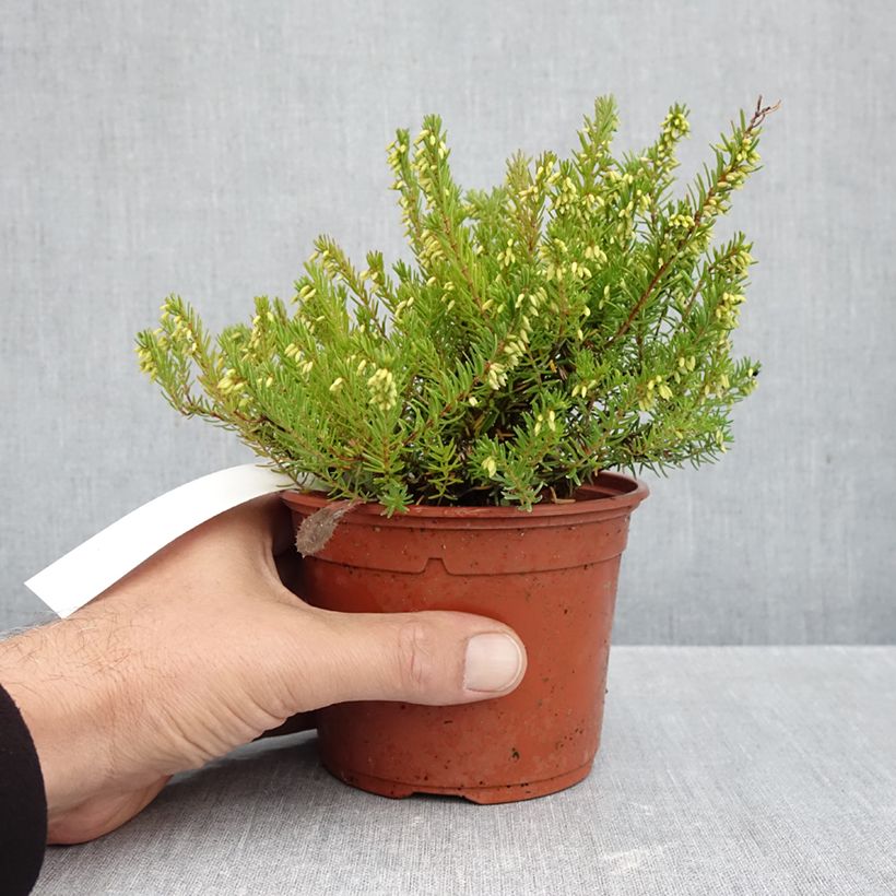 Exemplaar van Erica darleyensis Jenny Porter - Winterheide Pot van 1 l/1,5 l zoals geleverd in de herfst