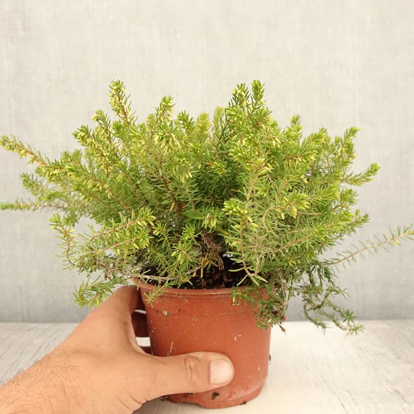 Exemplaar van Erica darleyensis Jenny Porter - Winterheide Pot van 1 l/1,5 l zoals geleverd in de zomer