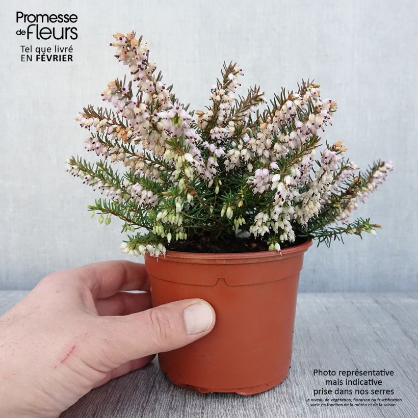 Example of Bruyère des neiges - Erica carnea Jenny Porter Pot van 1 l/1,5 l as you get in hiver