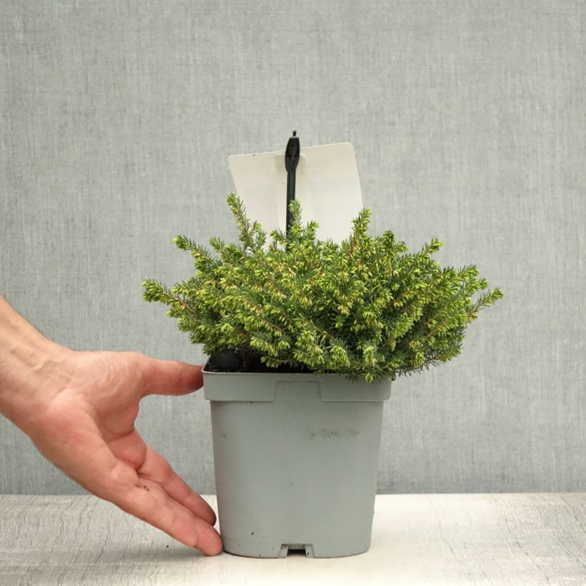 Exemplaar van Erica darleyensis Jenny Porter - Winterheide Pot van 2 l/3 l zoals geleverd in de zomer