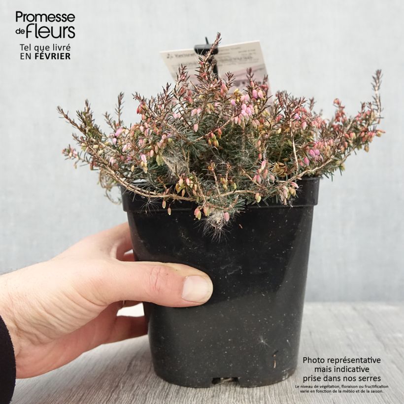 Example of Bruyère des neiges - Erica carnea Myreton Ruby  Pot van 1,5 l/2 l as you get in hiver
