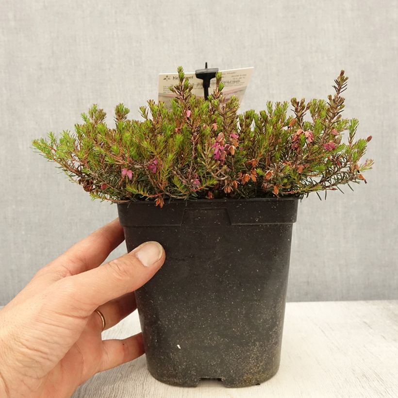 Exemplaar van Erica carnea Myreton Ruby - Winterheide Pot van 1,5 l/2 l zoals geleverd in de lente