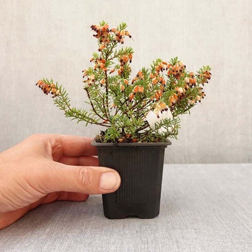 Example of Bruyère des neiges - Erica carnea Snow Queen Kweekpotje van 8/9 cm as you get in printemps