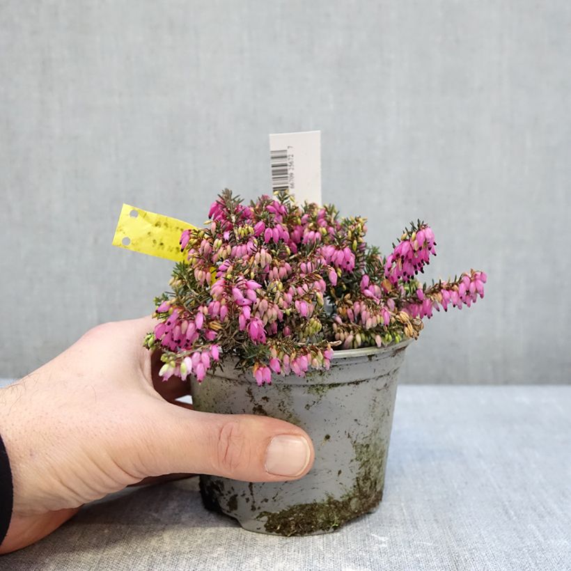 Example of Erica carnea Winterfreude - Winterheide Pot van 12 cm / 13 cm as you get in hiver