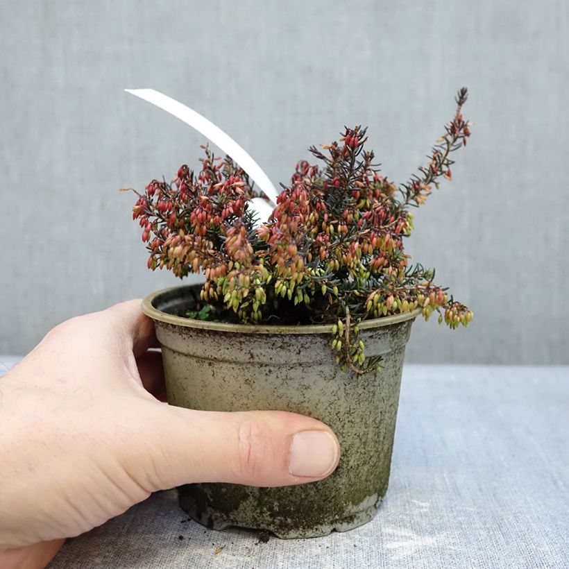 Example of Erica carnea Wintersonne - Winterheide Pot van 12 cm / 13 cm as you get in hiver