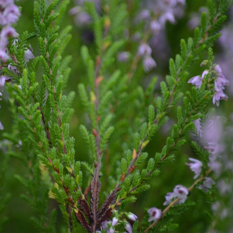 Calluna vulgaris Spring Torch - Zomerheide (Foliage)