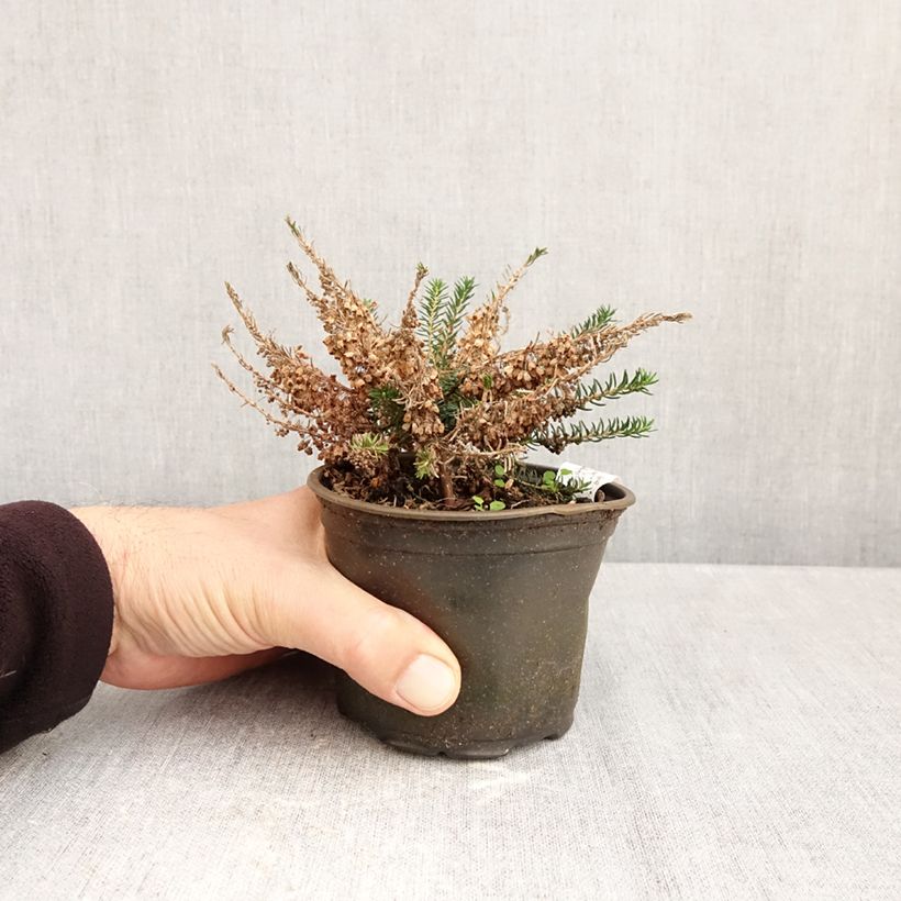 Example of Erica vagans Holden Pink - Zwerfheide Pot van 12 cm / 13 cm as you get in automne
