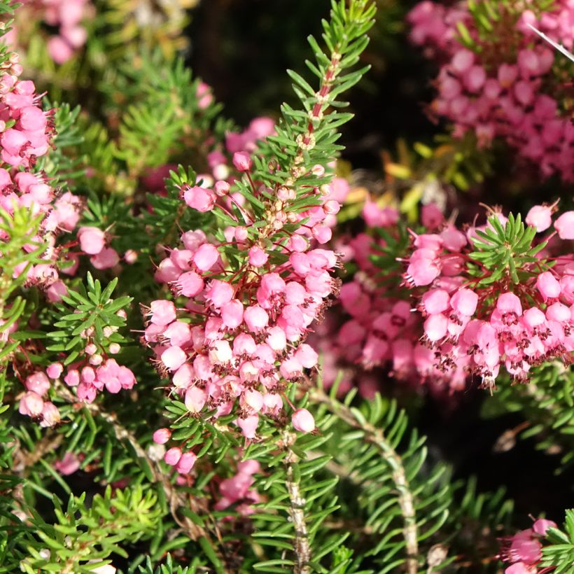 Erica vagans Mrs D.F. Maxwell - Zwerfheide (Bloei)