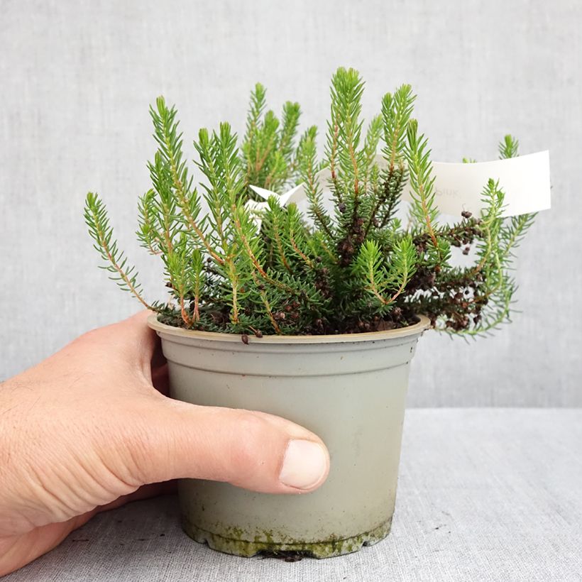 Example of Erica vagans Pyrenees Pink - Zwerfheide Pot van 12 cm / 13 cm as you get in printemps