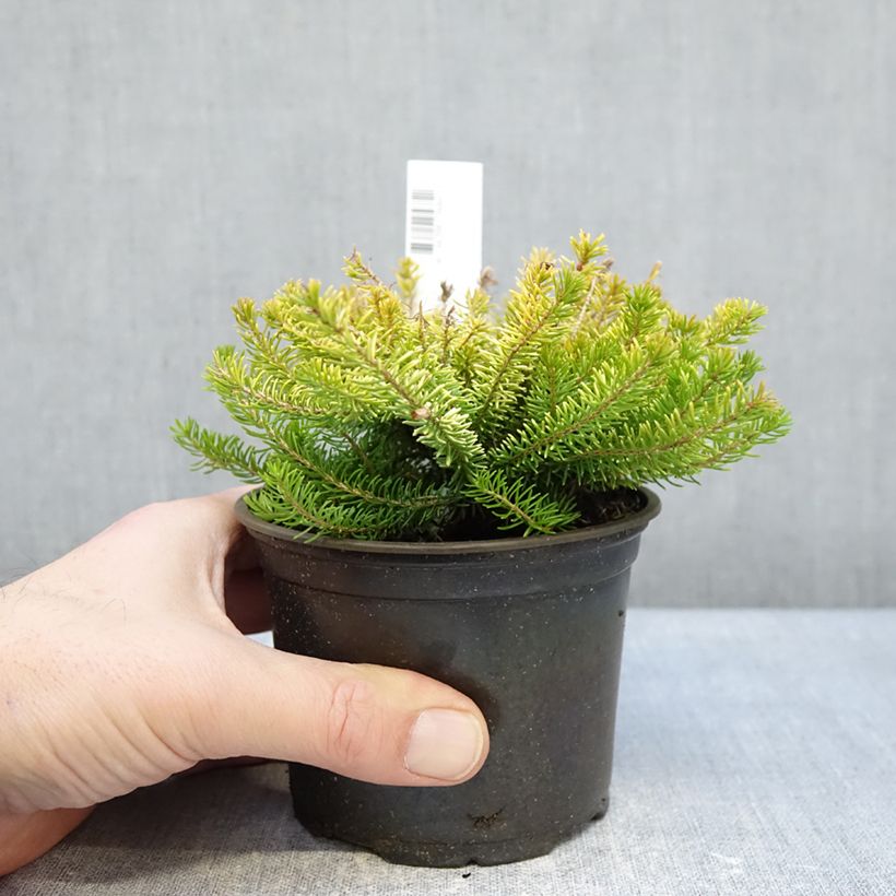 Example of Erica vagans Yellow John - Zwerfheide Pot van 12 cm / 13 cm as you get in hiver