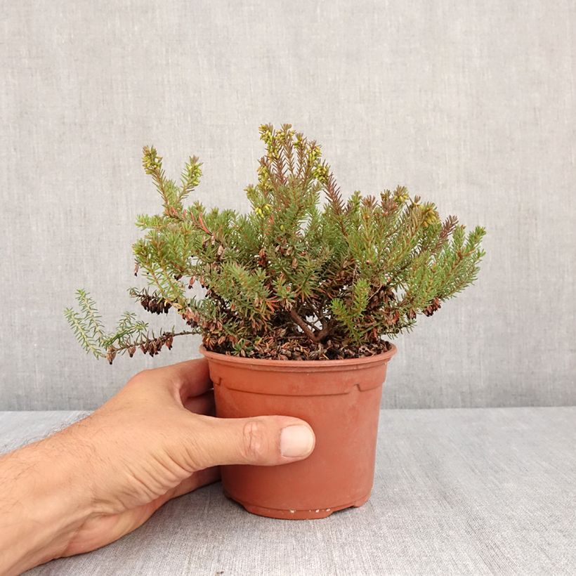 Exemplaar van Erica darleyensis Winter Belles Lucie - Winterheide Pot van 1 l/1,5 l zoals geleverd in de zomer