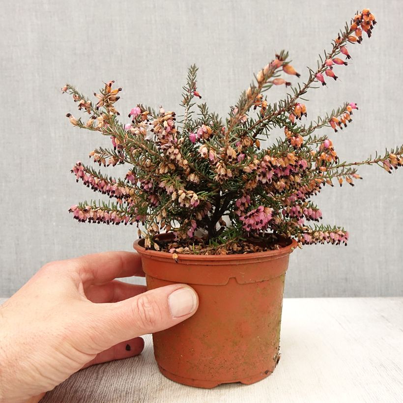 Example of Erica darleyensis Winter Belles Lucie - Winterheide Pot van 1 l/1,5 l as you get in printemps