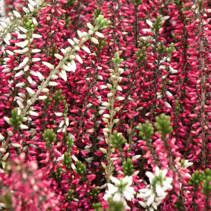 Calluna Trio Girls Martina, Betty, Zelda - Zomerheide (Flowering)