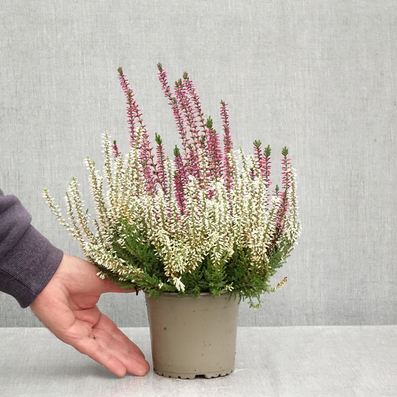 Example of Calluna Trio Girls Martina, Betty, Zelda - Zomerheide Pot van 1 l/1,5 l as you get in automne