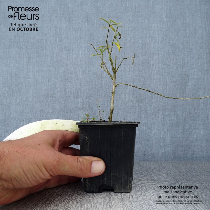 Exemplaar van Buddleja alternifolia - Vlinderstruik Kweekpotje van 8/9 cm zoals geleverd in de herfst