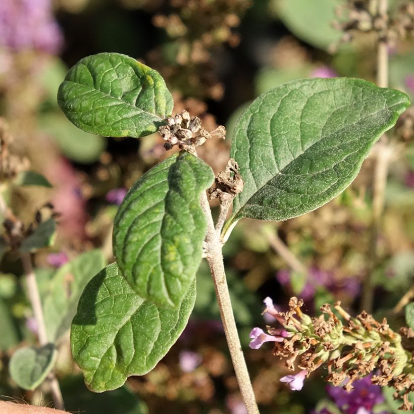 Vlinderstruik Blue Chip Jr - Buddleja (Blad)