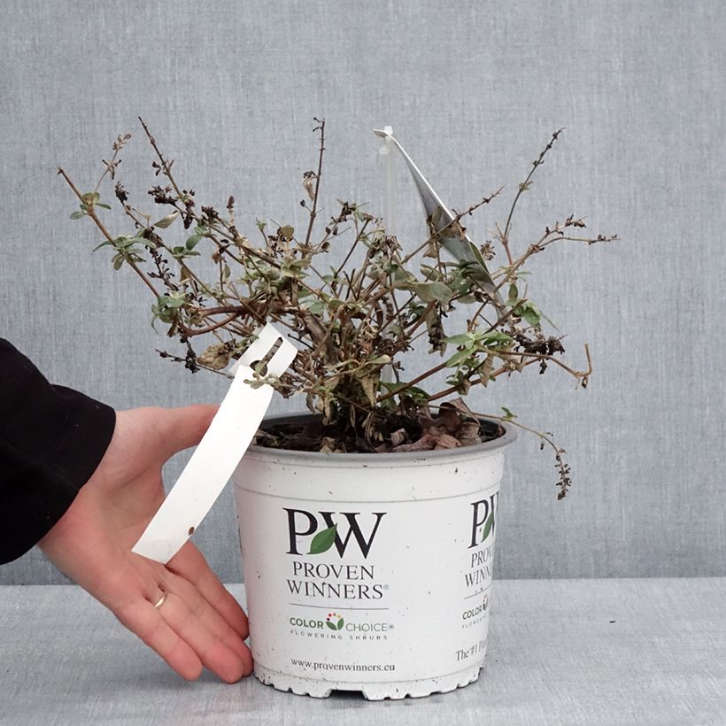 Example of Vlinderstruik Blue Chip Jr - Buddleja Pot van 2 l/3 l as you get in hiver