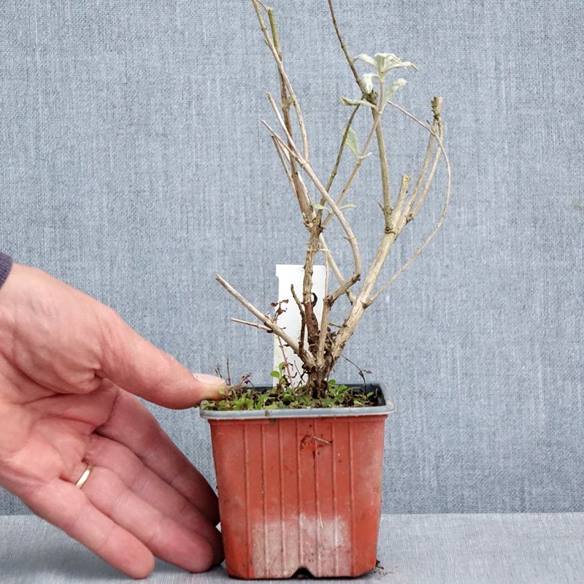 Exemplaar van Vlinderstruik Adonis Blauw - Buddleja Kweekpotje van 8/9 cm zoals geleverd in de herfst
