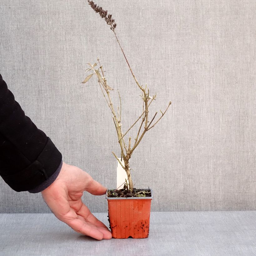 Example of Buddleia davidii Adonis Blue, Arbre à papillons Kweekpotje van 8/9 cm as you get in hiver