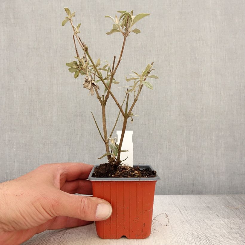 Exemplaar van Vlinderstruik Adonis Blauw - Buddleja Kweekpotje van 8/9 cm zoals geleverd in de lente