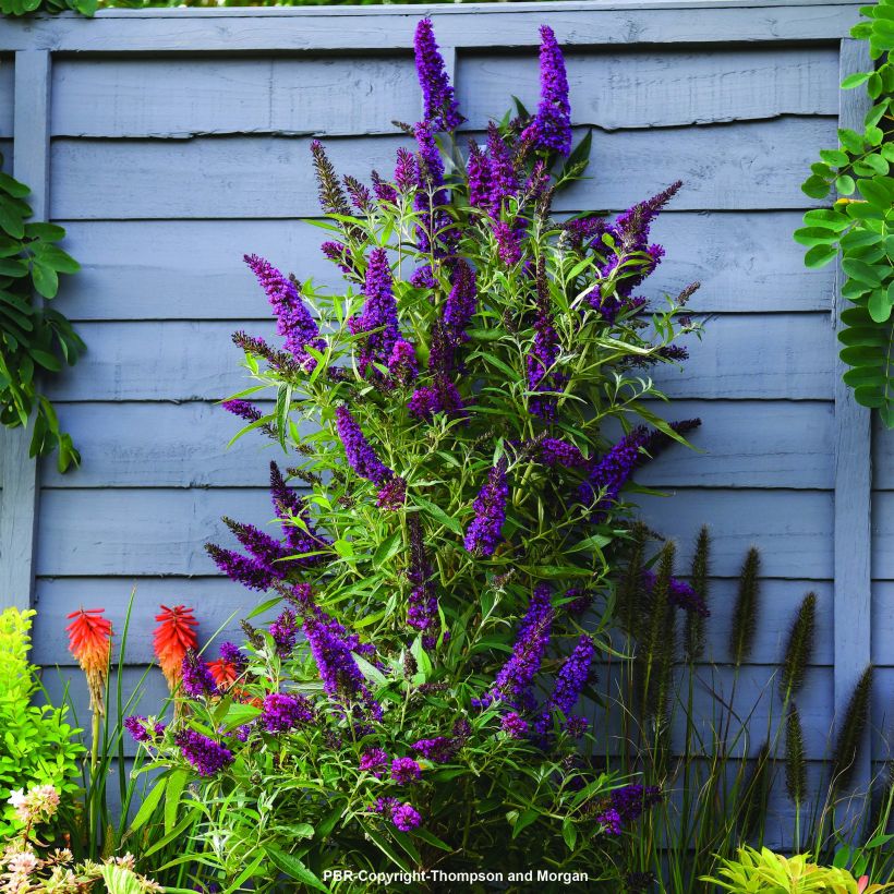 Vlinderstruik Butterfly Tower - Buddleja davidii (Plant habit)