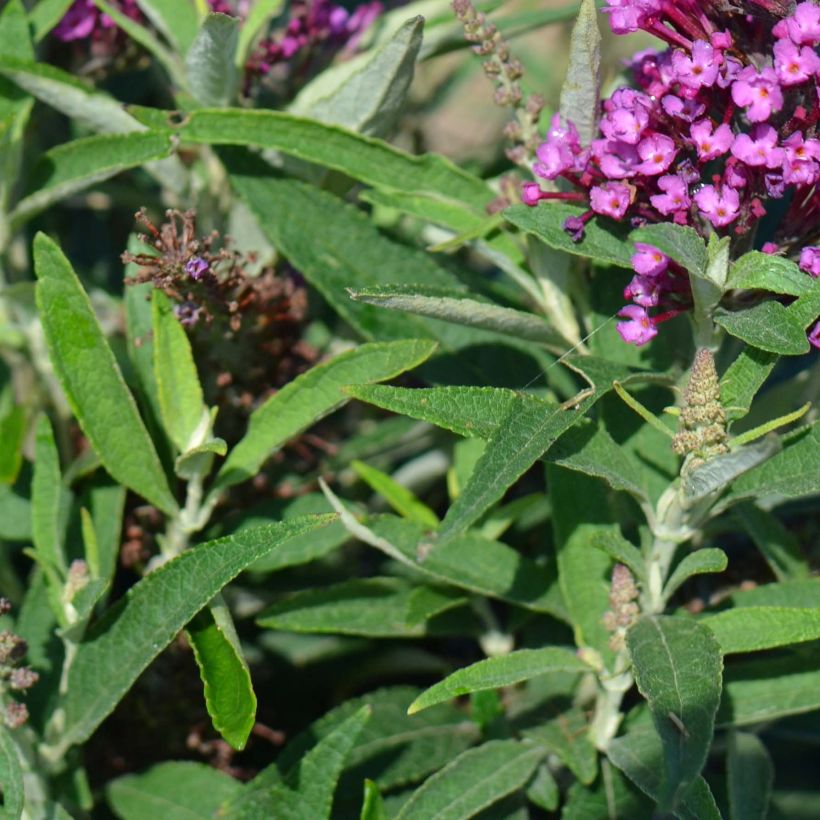 Vlinderstruik Butterfly Tower - Buddleja davidii (Foliage)