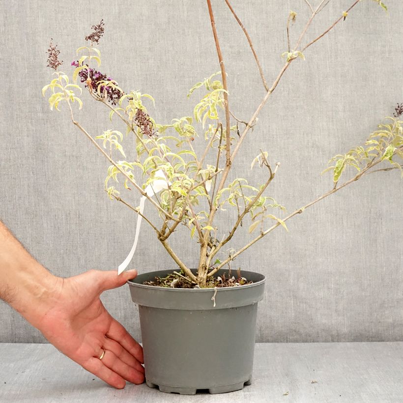 Exemplaar van Vlinderstruik Harlequin - Buddleja davidii Pot van 2 l/3 l zoals geleverd in de zomer