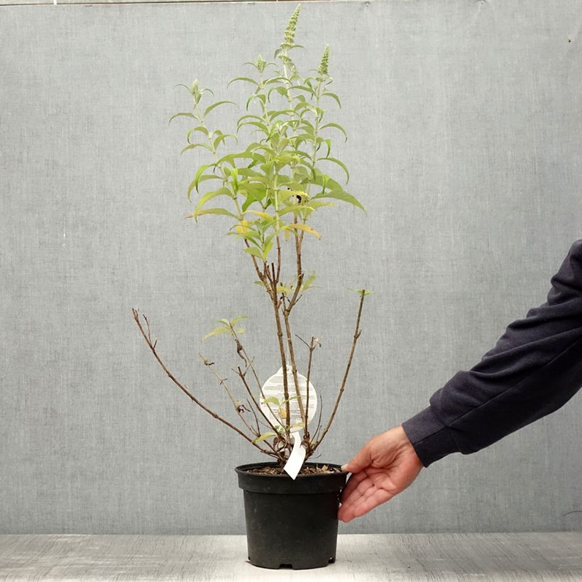Exemplaar van Vlinderstruik Marbled Wit - Buddleja davidii Pot van 2 l/3 l zoals geleverd in de zomer