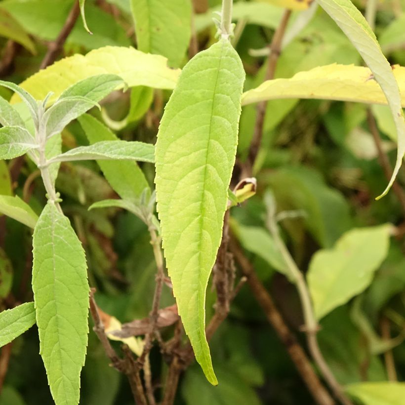 Vlinderstruik Marbled Wit - Buddleja davidii (Blad)
