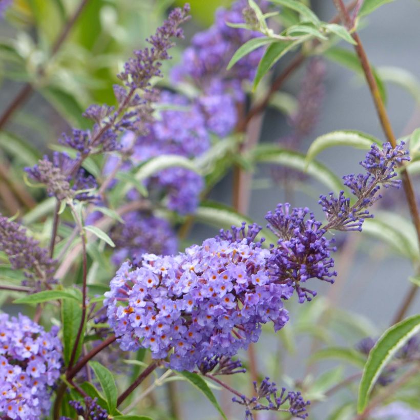 Vlinderstruik Nanho Blauw - Buddleja davidii (Flowering)