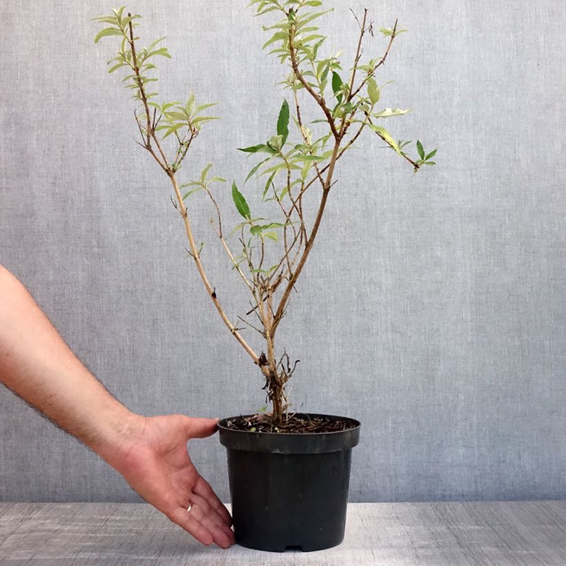 Exemplaar van Vlinderstruik Nanho Wit - Buddleja davidii Pot van 2 l/3 l zoals geleverd in de zomer