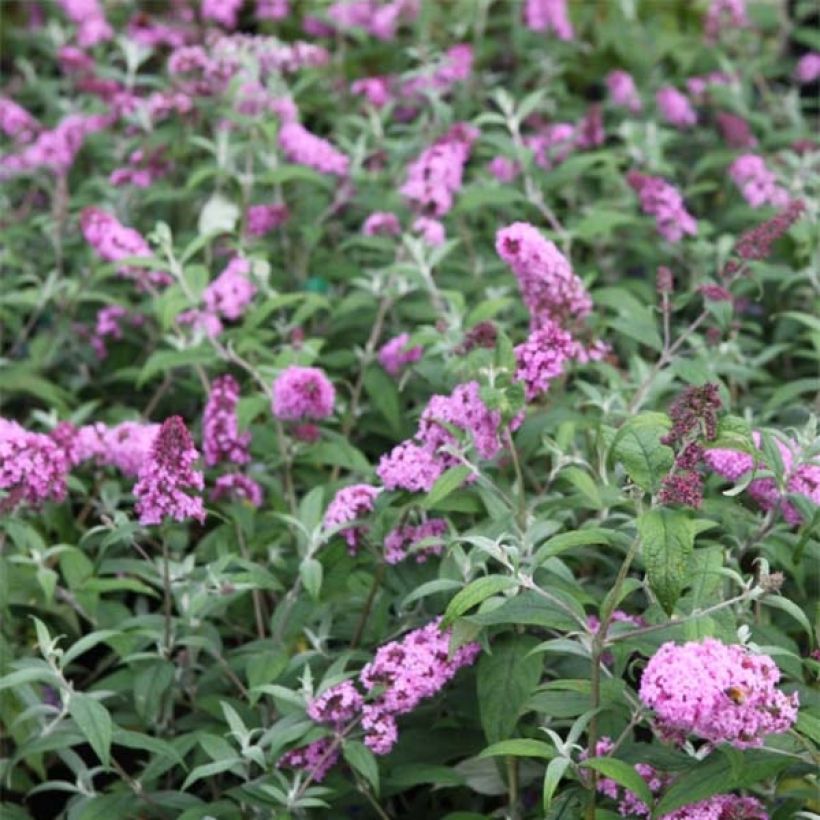 Vlinderstruik Pink Delight - Buddleja davidii (Flowering)