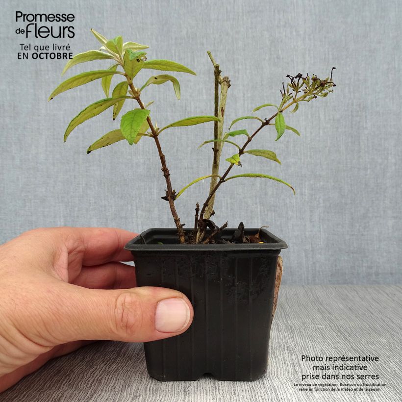 Exemplaar van Vlinderstruik Pink Delight - Buddleja davidii Kweekpotje van 8/9 cm zoals geleverd in de herfst