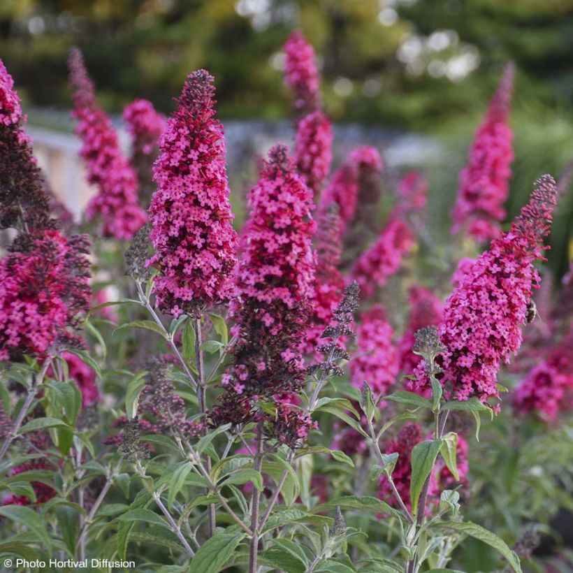 Vlinderstruik Prince Charming - Buddleja davidii (Flowering)