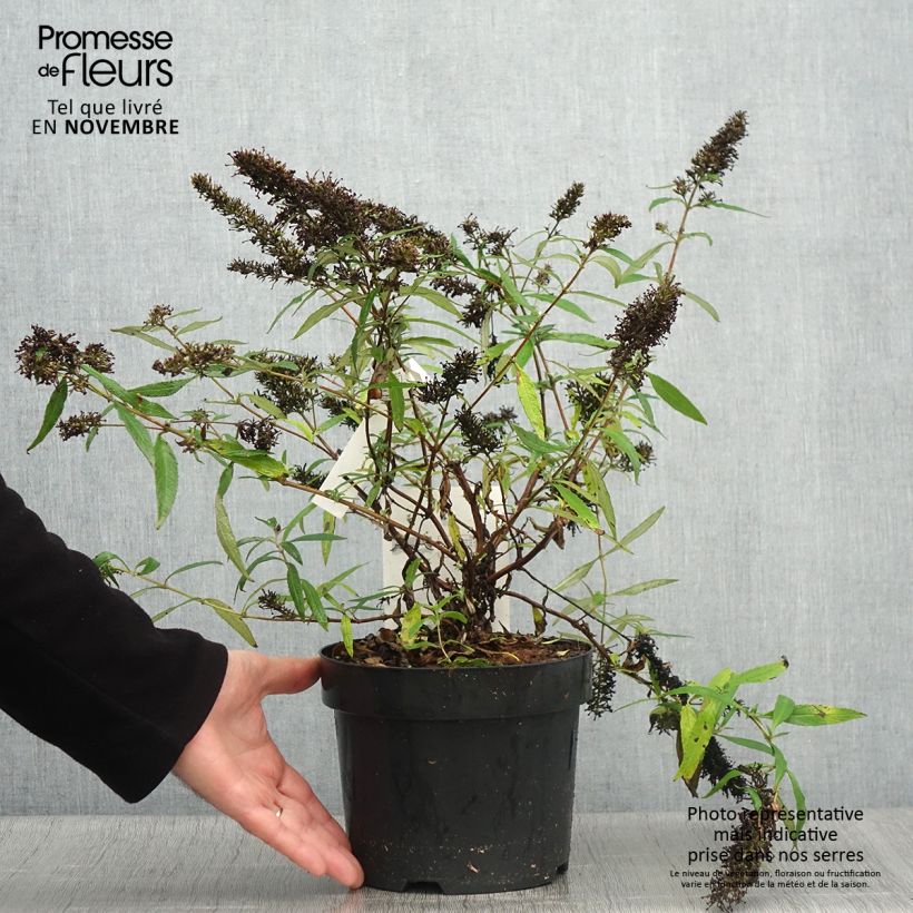 Exemplaar van Vlinderstruik Purple Emperor - Buddleja davidii Pot van 2 l/3 l zoals geleverd in de herfst