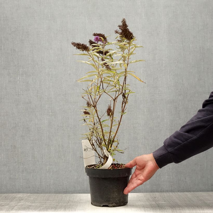 Exemplaar van Vlinderstruik Purple Emperor - Buddleja davidii Pot van 2 l/3 l zoals geleverd in de zomer
