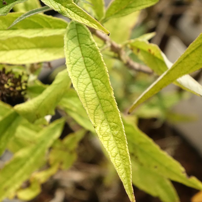 Vlinderstruik Purple Emperor - Buddleja davidii (Blad)