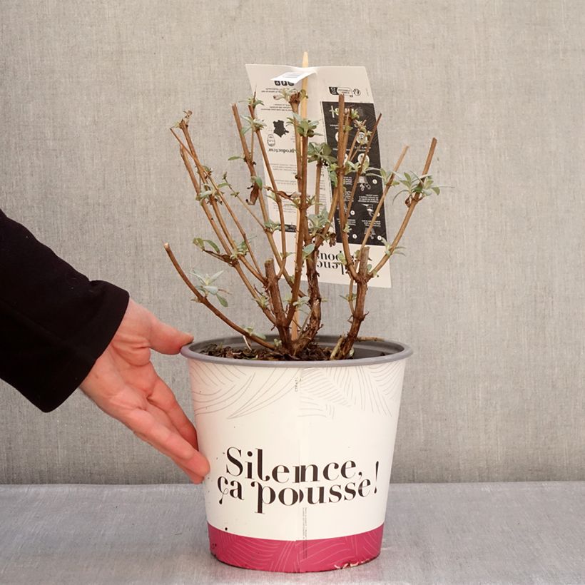 Exemplaar van Vlinderstruik Rêve de Papillon Violet - Buddleja davidii Pot van 2 l/3 l zoals geleverd in de winter