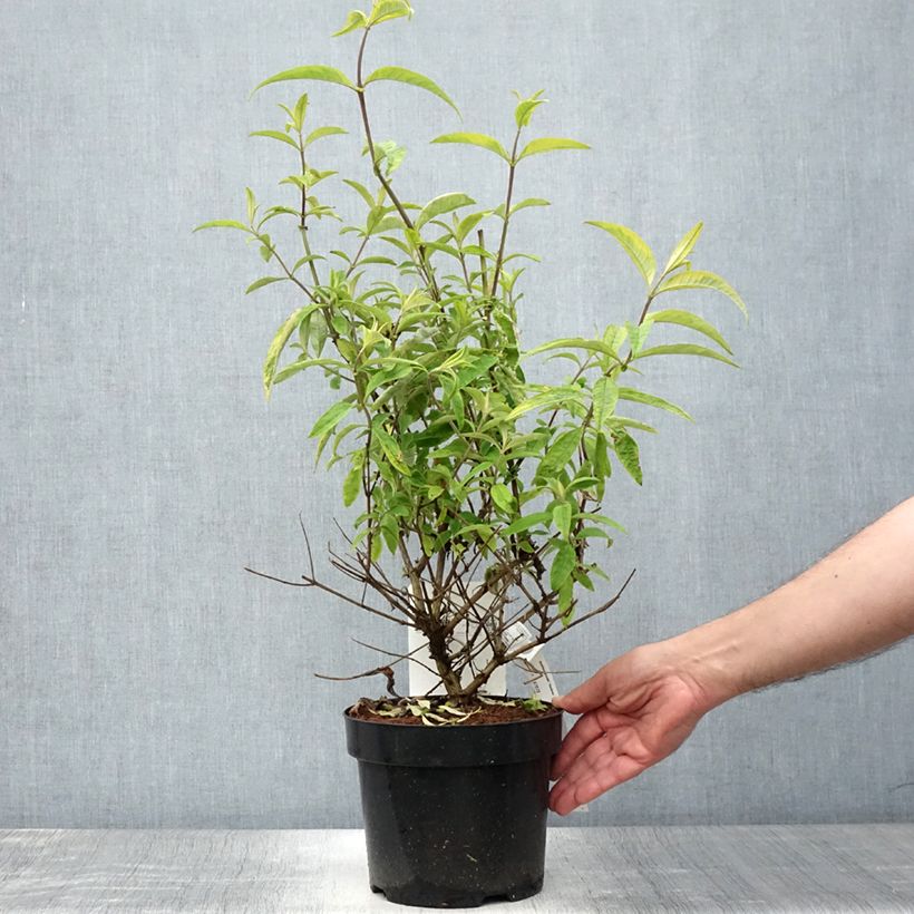 Exemplaar van Vlinderstruik Santana - Buddleja davidii Pot van 2 l/3 l zoals geleverd in de zomer