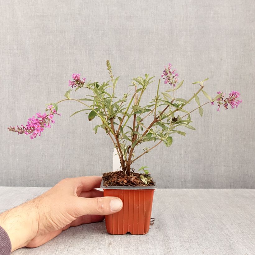 Exemplaar van Vlinderstruik Sophie - Buddleja davidii Kweekpotje van 8/9 cm zoals geleverd in de herfst