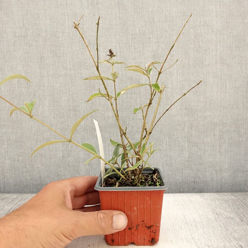 Exemplaar van Vlinderstruik Sophie - Buddleja davidii Kweekpotje van 8/9 cm zoals geleverd in de zomer