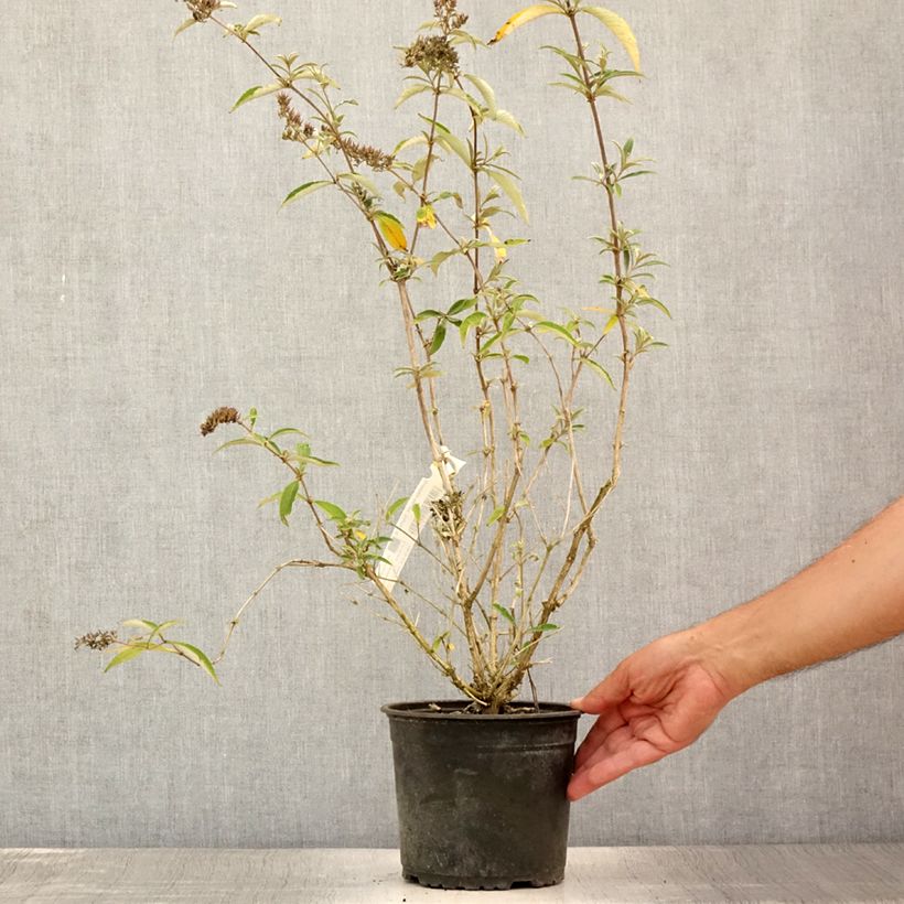 Exemplaar van Vlinderstruik Sophie - Buddleja davidii Pot van 2 l/3 l zoals geleverd in de zomer