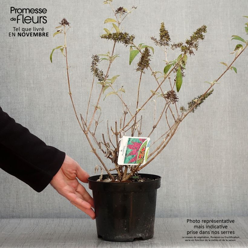 Exemplaar van Vlinderstruik Summer Beauty - Buddleja davidii Pot van 2 l/3 l zoals geleverd in de herfst