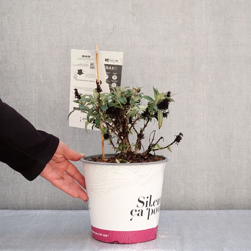 Exemplaar van Vlinderstruik Tiny Buddy Deep Blue - Buddleja davidii Pot van 4 l/5 l zoals geleverd in de winter