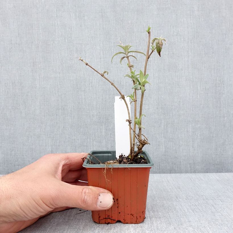 Exemplaar van Vlinderstruik White Profusion - Buddleja davidii Kweekpotje van 8/9 cm zoals geleverd in de lente