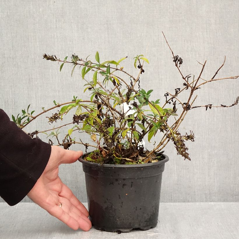 Exemplaar van Vlinderstruik Free Petite Lavender Flow - Buddleja davidii Pot van 2 l/3 l zoals geleverd in de herfst