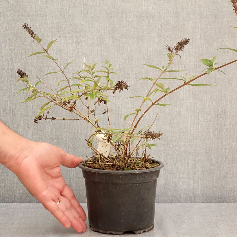 Exemplaar van Vlinderstruik Free Petite Lavender Flow - Buddleja davidii Pot van 2 l/3 l zoals geleverd in de zomer