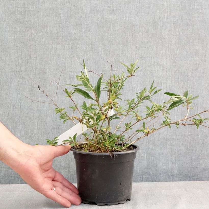 Exemplaar van Vlinderstruik Free Petite Lavender Flow - Buddleja davidii Pot van 2 l/3 l zoals geleverd in de lente