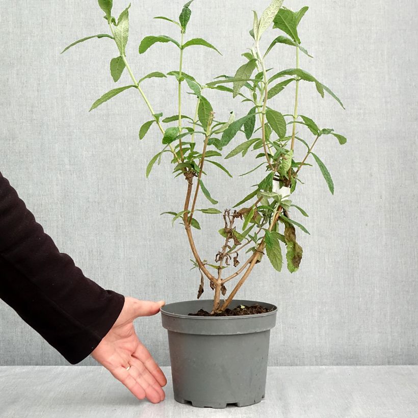 Exemplaar van Buddleja globosa - Herfstsering Pot van 3 l/4 l zoals geleverd in de herfst