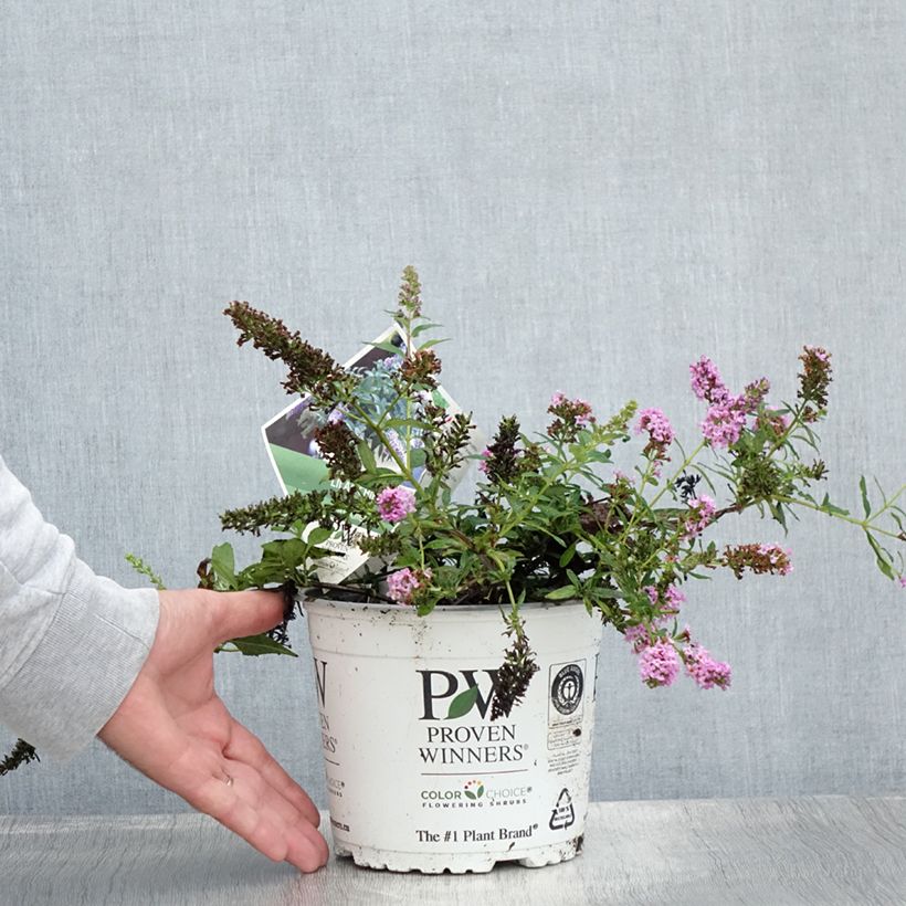 Exemplaar van Vlinderstruik Lilac Chip - Buddleja davidii Pot van 2 l/3 l zoals geleverd in de zomer